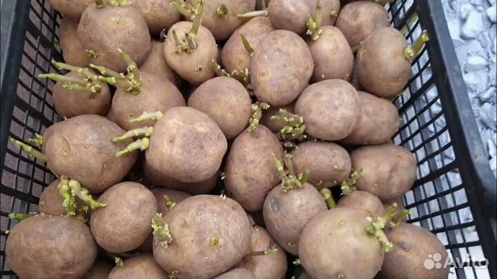 Картофель на еду и посадку