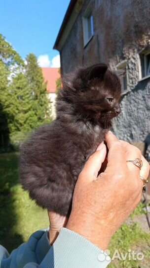 Кошки в добрые руки бесплатно