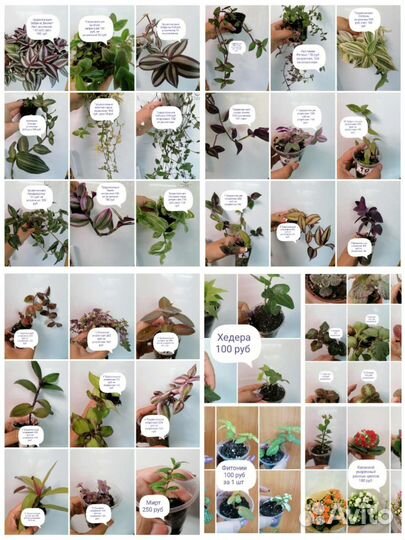 Комнатные растения