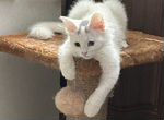 Вязка Турецкая Ангора с любым породистым котом*