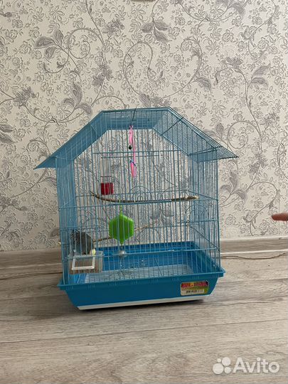 Волнистый попугай