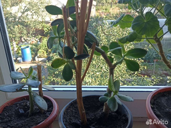 Денежное дерево толстянка