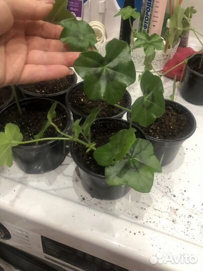 Герань пеларгония плющелистная