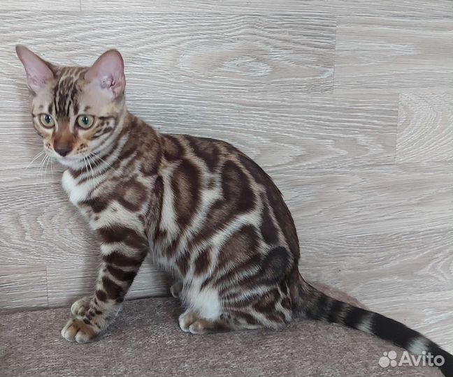 Бенгальская