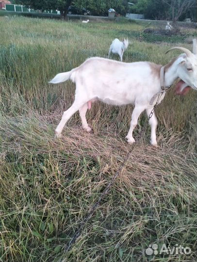 Коза дойная