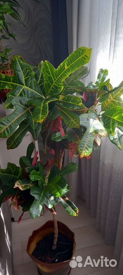Кодиум кротон и глоксинья