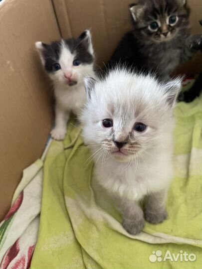 Котята бесплатно