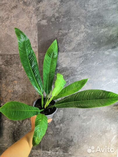 Филодендрон Campii lynette