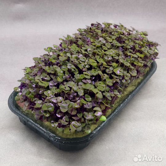 Микрозелень Базилика фиолетового Арарат