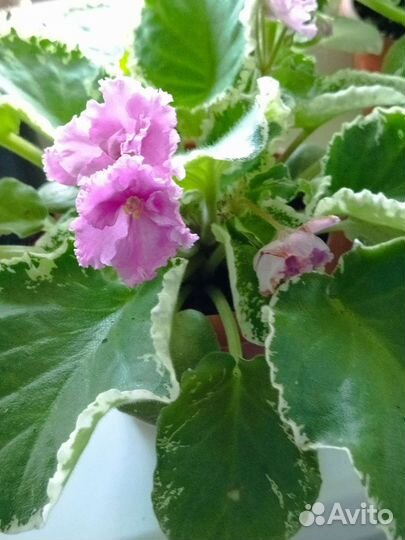 Фиалка в горшках