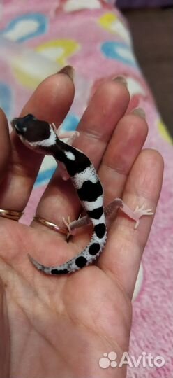 Геккон эублефар