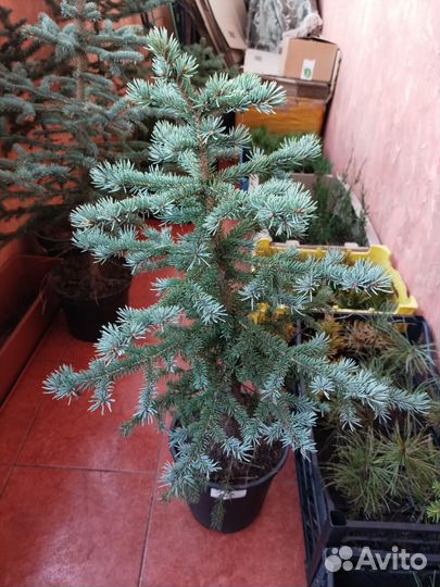 Ель колючая глаука, голубая