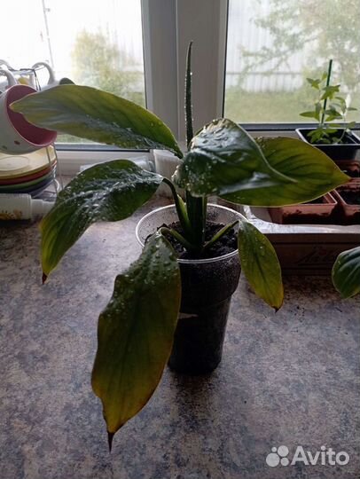 Спатифиллум (женское счастье)