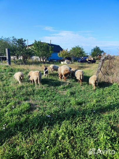 Бараны стадо