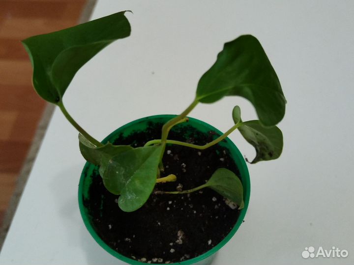 Антуриум с красным цветком