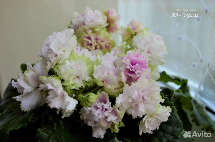 Пасынки фиалок