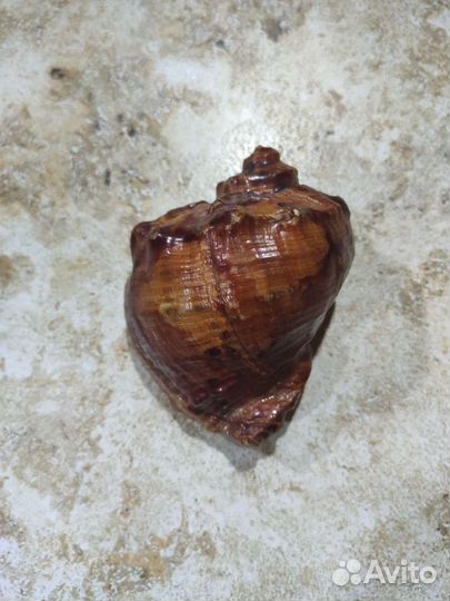 Ракушка рапана лакированная