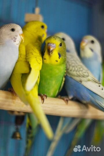 Волнистые попугаи птенцы