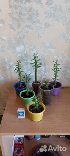 Аустроцилиндропунция шиловидная