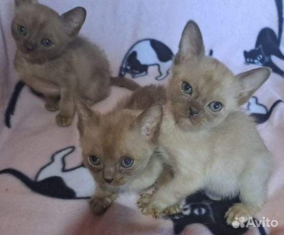 Бурманские шоколадные котики объявление продам
