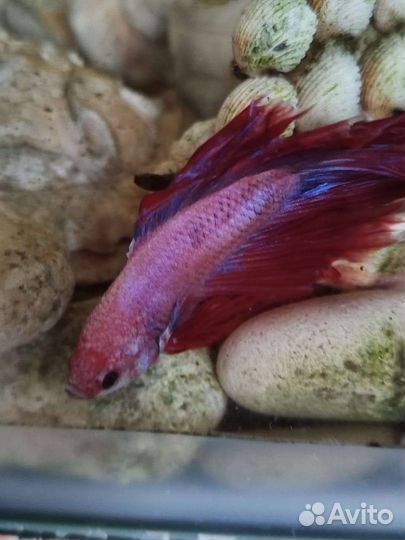 Рыбка петушок, пестро фиолетового цвета