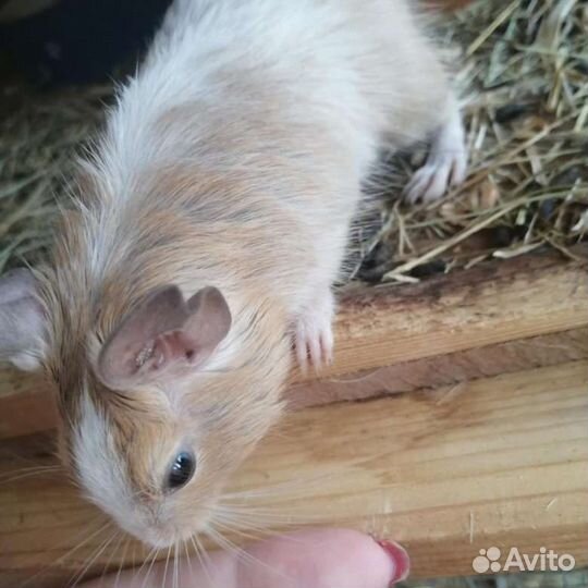 Дегу. Разные. Малыши. Клетки, Доставка