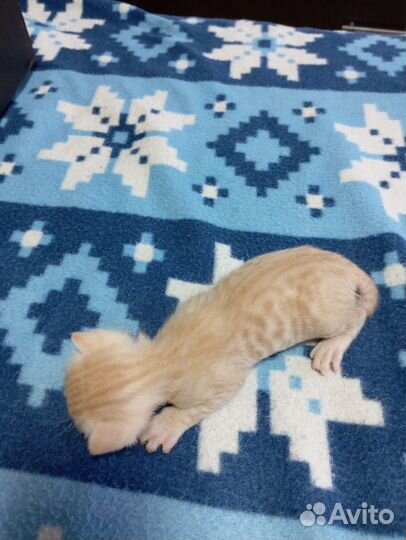 Донской сфинкс котята