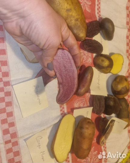 Семенной картофель с фиолетовой мякотью, синий