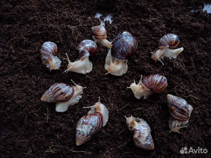 Улитка ахатина иммакулята