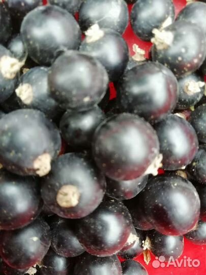 Саженцы смородины черной