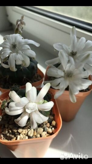 Кактус гимнокалициум