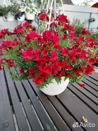 Вербена, немезия