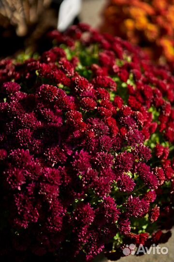 Хризантема мультифлора