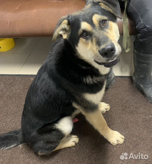 Крупный щенок