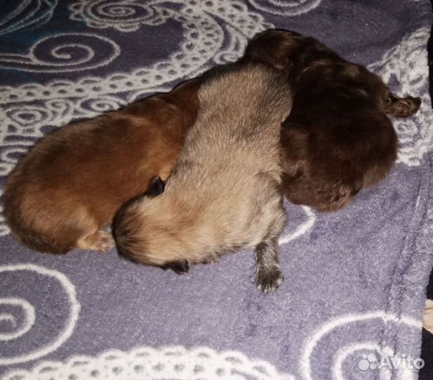 Немецкий шпиц
