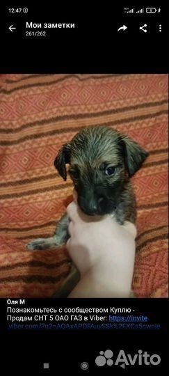Собака
