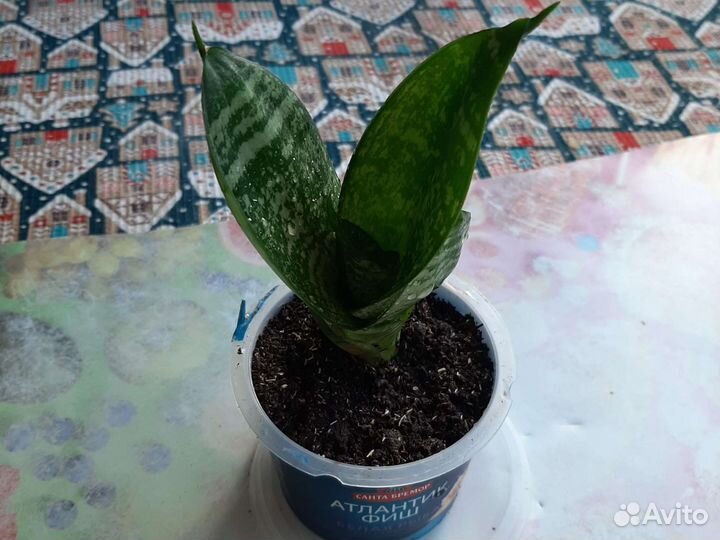 Сансевиерия Компакта