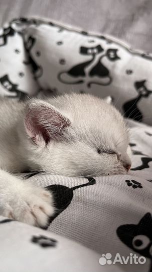 Шотландские котята чистокров. серебристая шиншилла