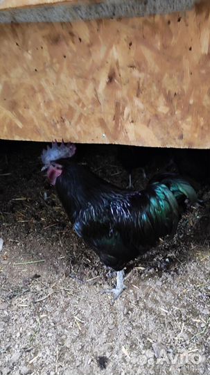 Ухейилюй инкубационное яйцо