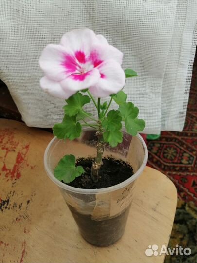 Пеларгония сортовая