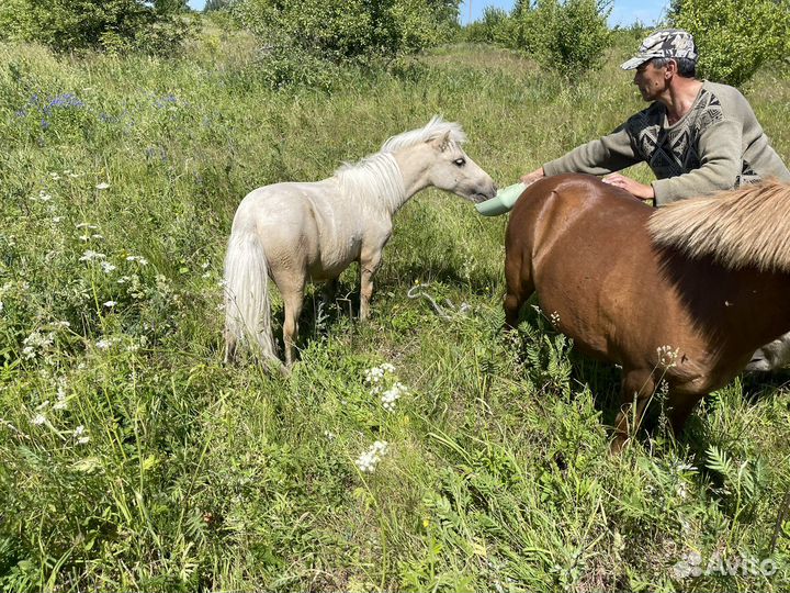 Продам соловых, буланых пони жеребцов, кобыл