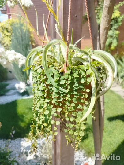 Вербейник монетчатый