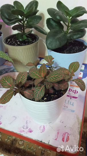 Комнатные цветы