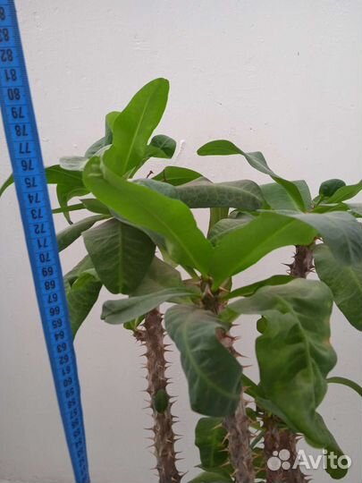 Молочай миля Эуфорбия