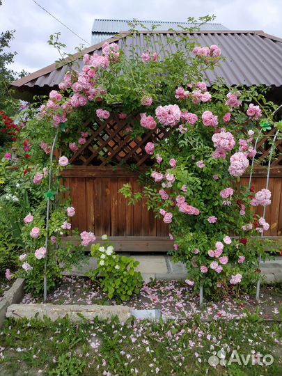 Розы плетистые саженцы