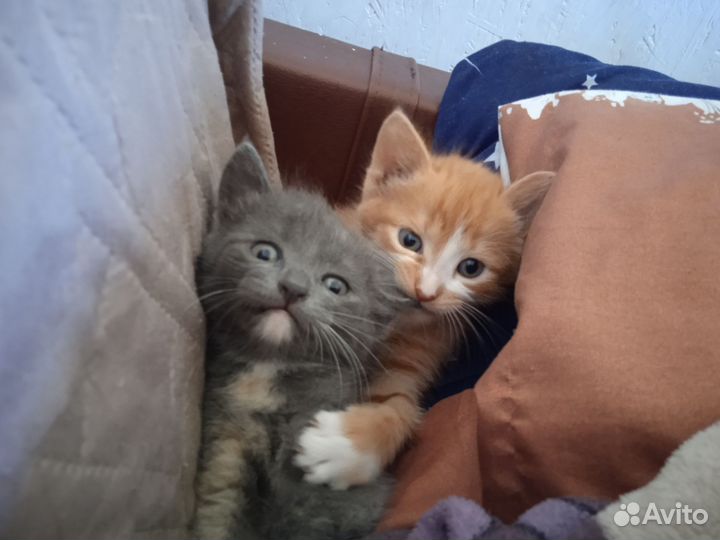 Котёнок девочка