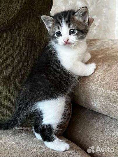Котятки