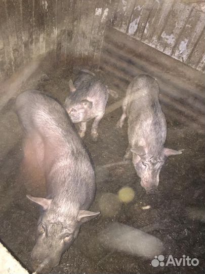 Кабанчик вьетнамский