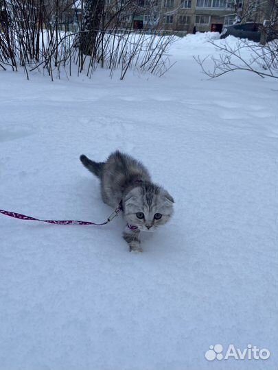 Кошка на вязку