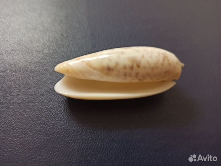 Морская раковина